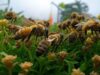 Apis Cerena Indica