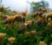Apis Cerena Indica