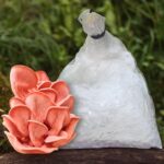 ''The Flamingo Mushroom" – Premium Pink Oyster Mushroom Spawn