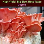 ''The Flamingo Mushroom" – Premium Pink Oyster Mushroom Spawn - Image 3